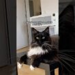 メインクーンの魅力と現実｜大きさ・性格・飼い方