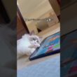 ラグドール猫の特徴と注意点｜飼う前に知ってほしいこと