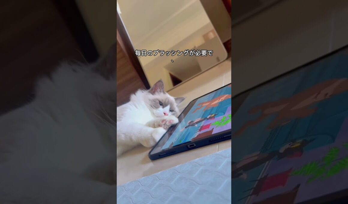 ラグドール猫の特徴と注意点｜飼う前に知ってほしいこと