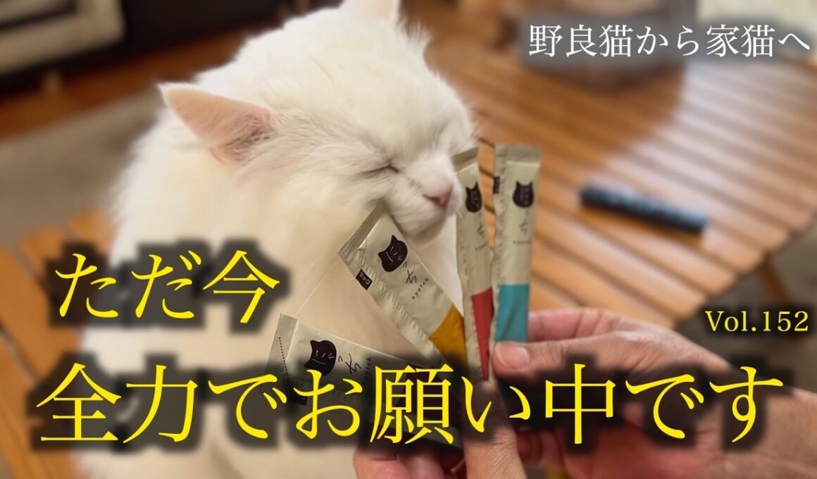 サーモンに目が眩みました。A cat is happy to receive a healthy treat.