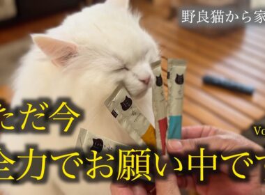 サーモンに目が眩みました。A cat is happy to receive a healthy treat.
