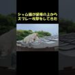 シャム猫が屋根の上からスプレー攻撃をしてきた #猫 #ねこ #cat