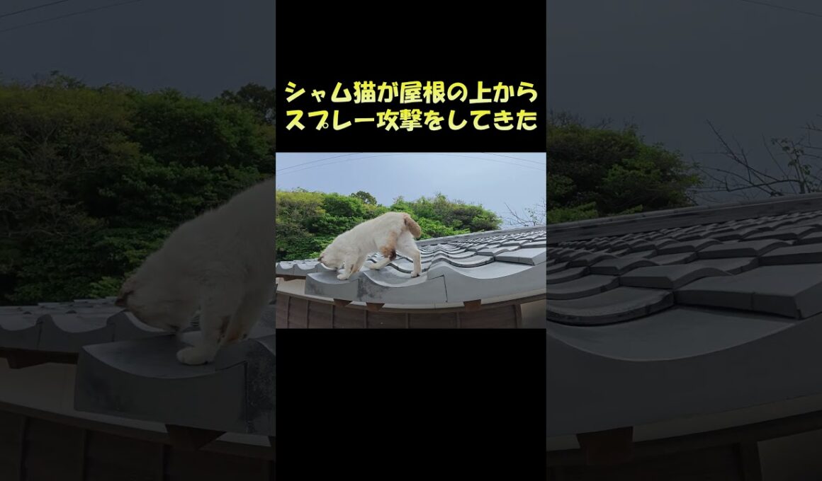 シャム猫が屋根の上からスプレー攻撃をしてきた #猫 #ねこ #cat