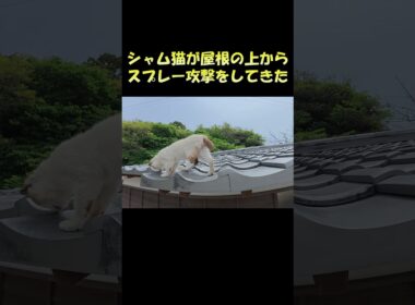 シャム猫が屋根の上からスプレー攻撃をしてきた #猫 #ねこ #cat
