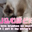 バーマン猫ウリとラフ【割り込むほど好き】I love brushes so much that I get in my sister's way（バーマン猫）Birman/Cat