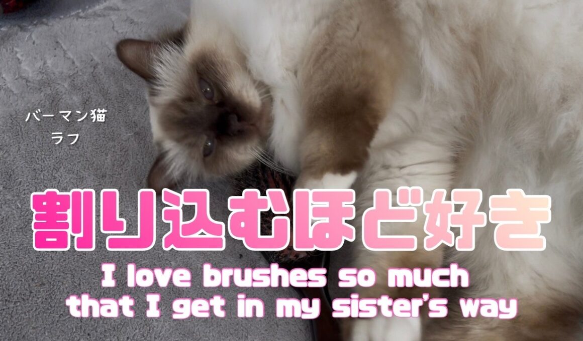 バーマン猫ウリとラフ【割り込むほど好き】I love brushes so much that I get in my sister's way（バーマン猫）Birman/Cat