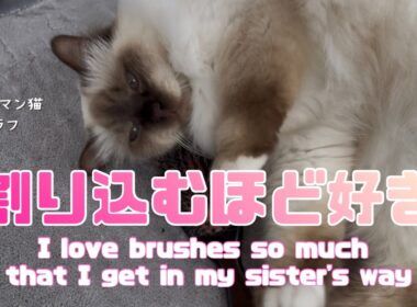 バーマン猫ウリとラフ【割り込むほど好き】I love brushes so much that I get in my sister's way（バーマン猫）Birman/Cat