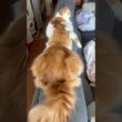 にゃんにゃんトレイン #cat #猫のいる暮らし #アメリカンカール
