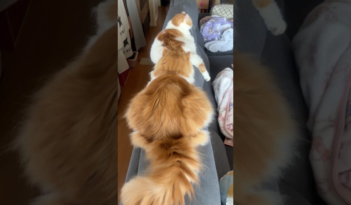 にゃんにゃんトレイン #cat #猫のいる暮らし #アメリカンカール