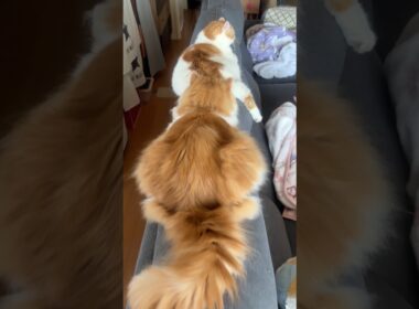 にゃんにゃんトレイン #cat #猫のいる暮らし #アメリカンカール