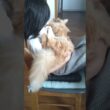にゃんだと！#cat#メインクーン