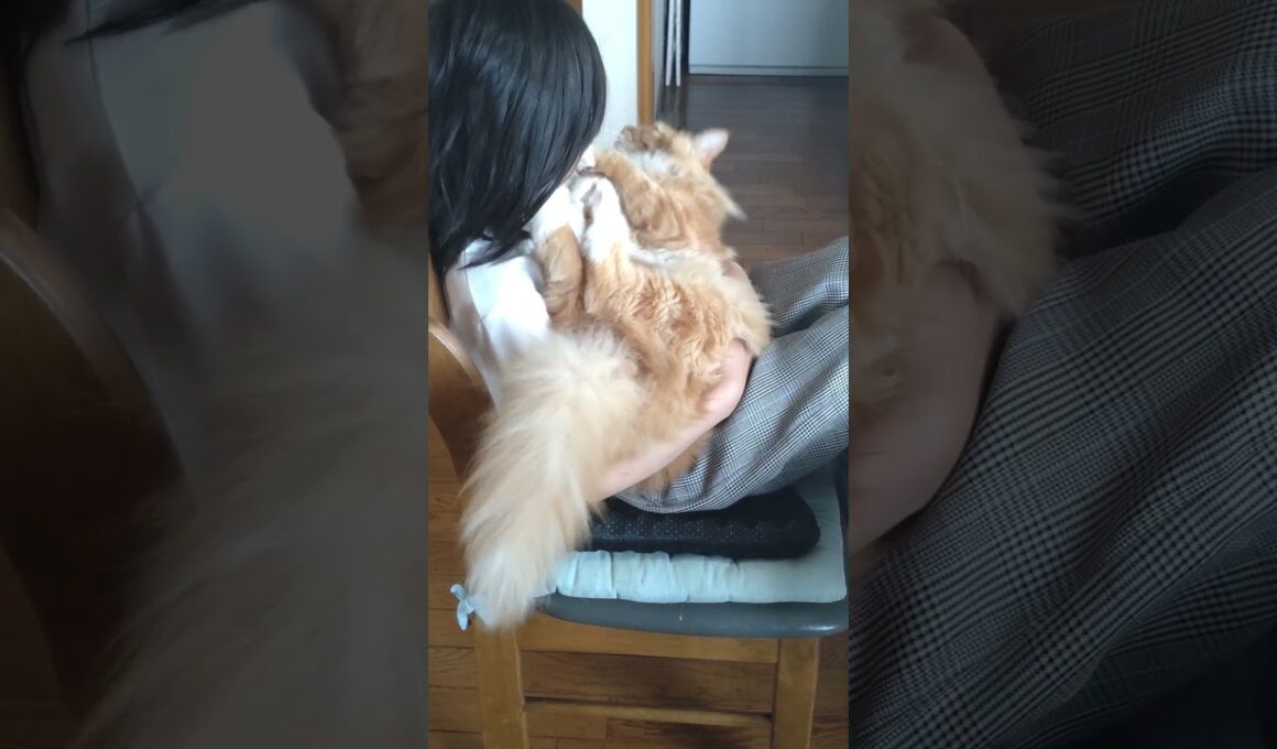にゃんだと！#cat#メインクーン