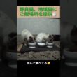 シャム母さんと、たぬシャム君が仲良く食事するよ。