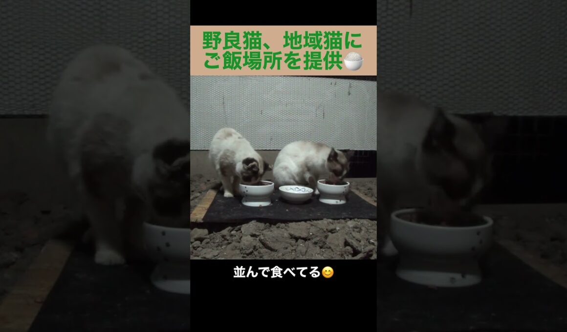 シャム母さんと、たぬシャム君が仲良く食事するよ。