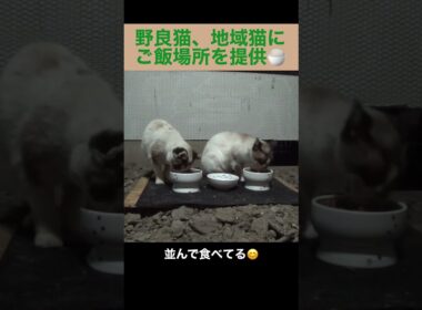 シャム母さんと、たぬシャム君が仲良く食事するよ。