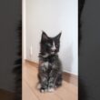 キュートなメインクーン赤ちゃん萌奈ちゃん生後58日