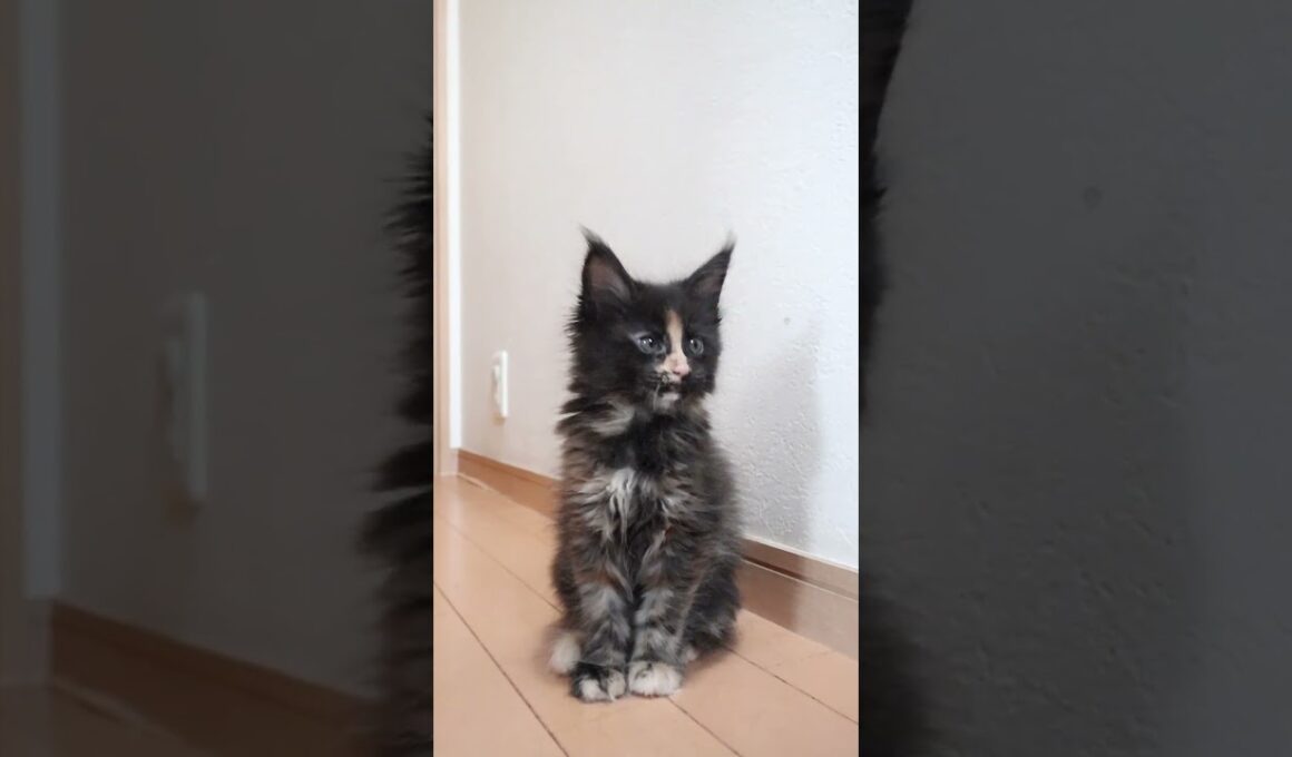 キュートなメインクーン赤ちゃん萌奈ちゃん生後58日