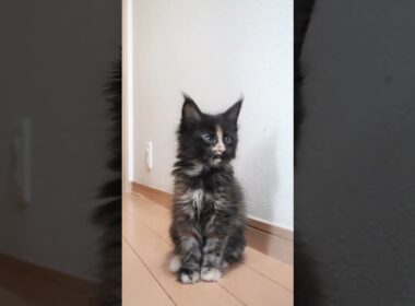 キュートなメインクーン赤ちゃん萌奈ちゃん生後58日