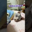 スフィンクス猫チャイに怒られた飼い主😭#shorts#cat #猫 #sphynx