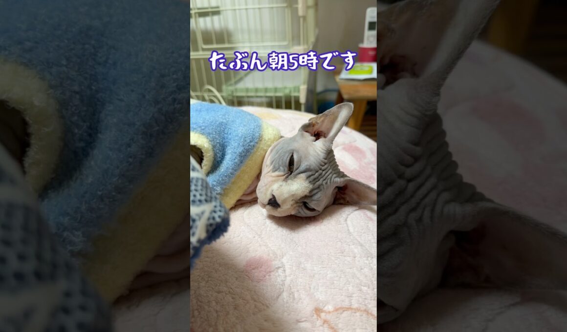 スフィンクス猫チャイに怒られた飼い主😭#shorts#cat #猫 #sphynx