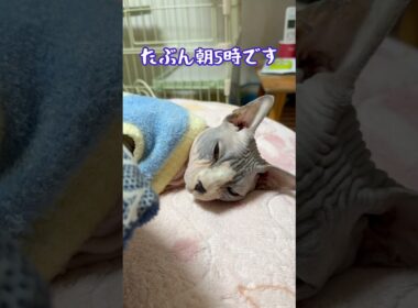 スフィンクス猫チャイに怒られた飼い主😭#shorts#cat #猫 #sphynx