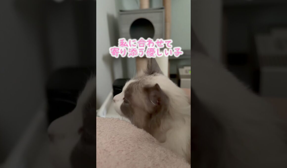 優しく起こしてくれる猫 #cat #猫 #ragdolls #ラグドール #猫のいる暮らし #猫好きさんと繋がりたい #fip #shorts