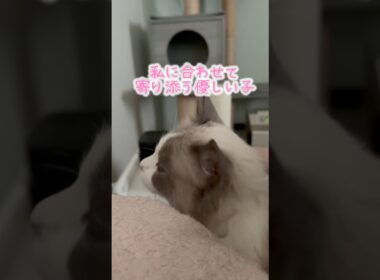 優しく起こしてくれる猫 #cat #猫 #ragdolls #ラグドール #猫のいる暮らし #猫好きさんと繋がりたい #fip #shorts