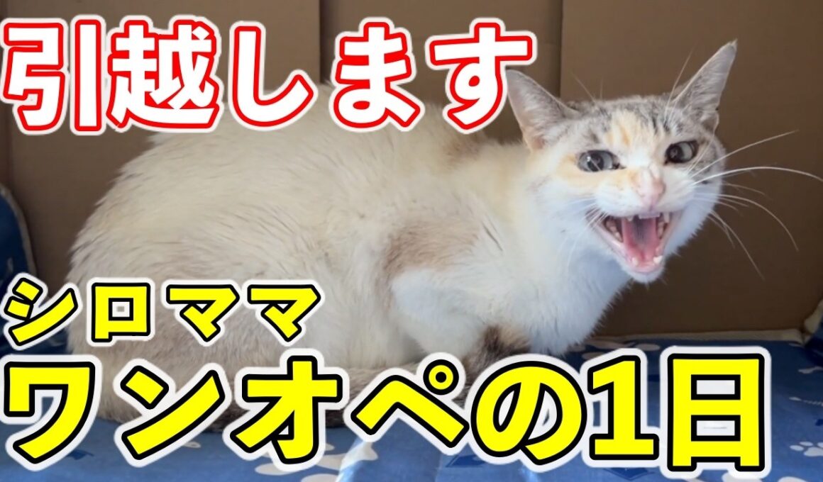 【引越し】子猫を連れてワンオペ大移動する母猫の奮闘記