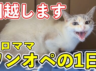 【引越し】子猫を連れてワンオペ大移動する母猫の奮闘記