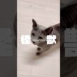 猫のごはんルーティン #shorts #猫 #ロシアンブルー #怪獣 #サカナクション