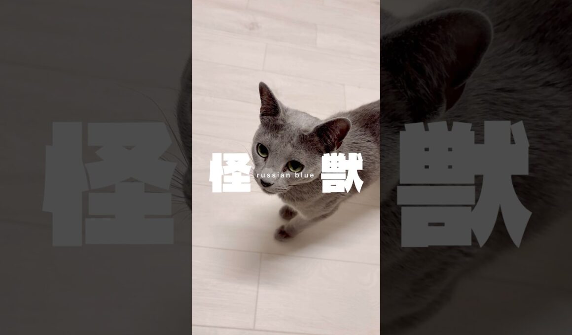 猫のごはんルーティン #shorts #猫 #ロシアンブルー #怪獣 #サカナクション