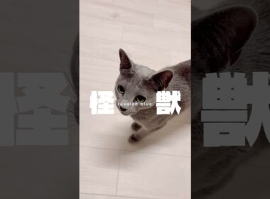 猫のごはんルーティン #shorts #猫 #ロシアンブルー #怪獣 #サカナクション
