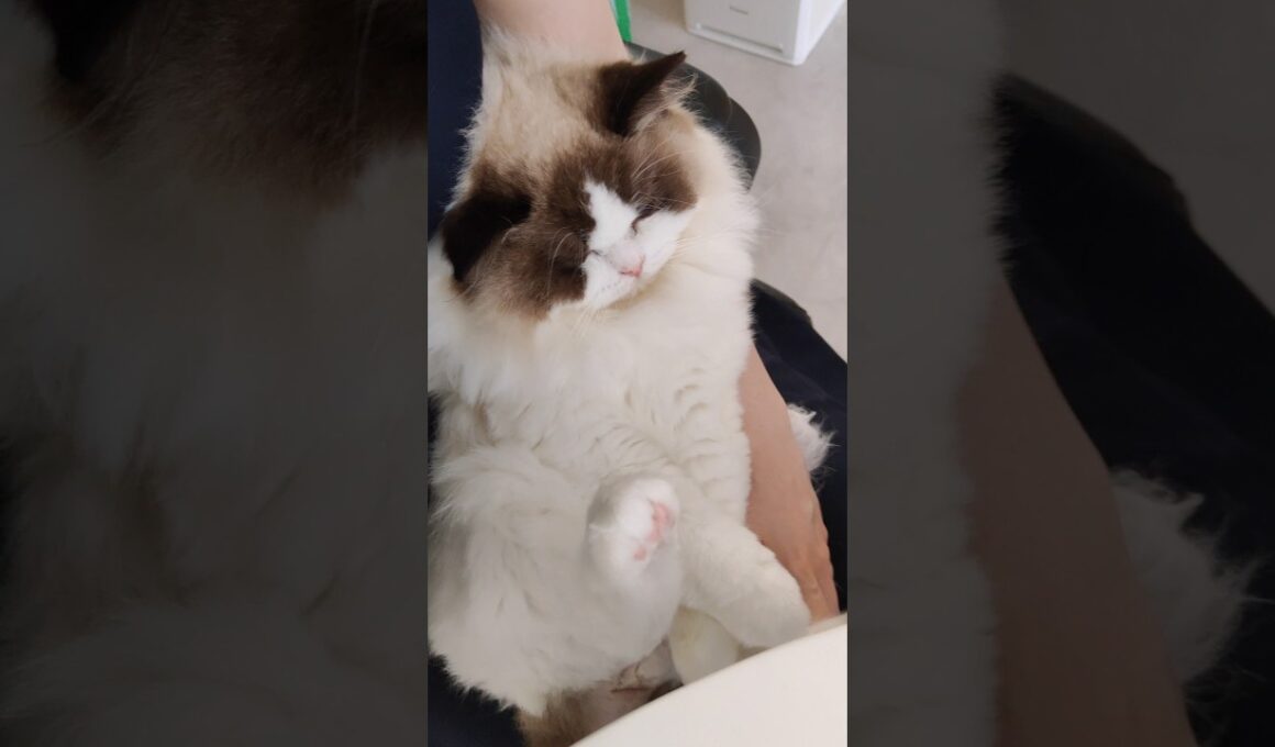 今日の抱っこ🧸 #shorts #猫 #ラグドール #甘えん坊猫 #もふもふ #猫のいる生活