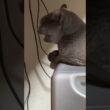 嫉妬深いロシアンブルー保護猫
