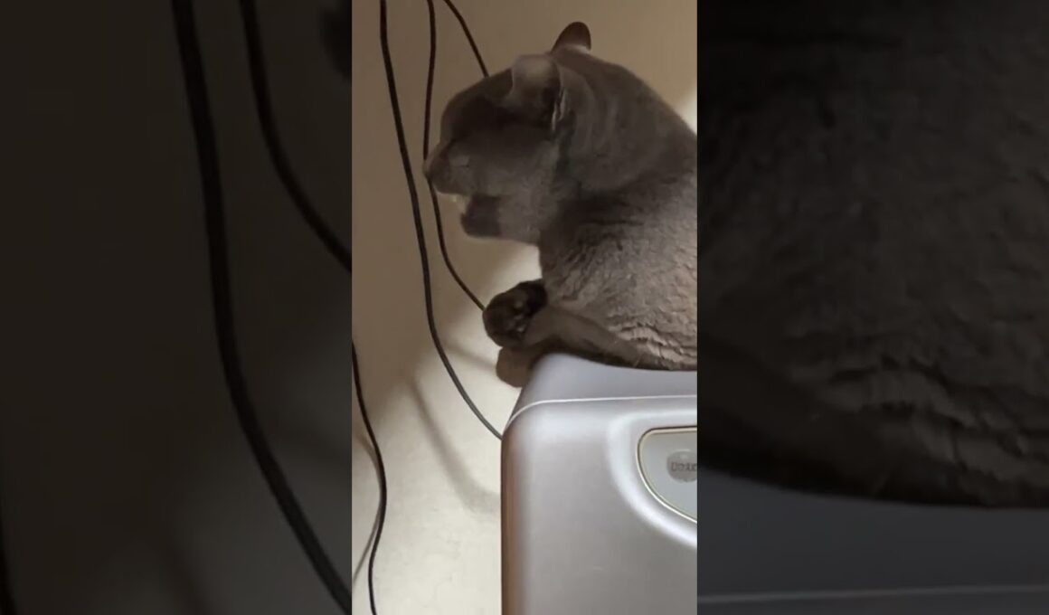 嫉妬深いロシアンブルー保護猫