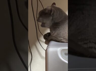 嫉妬深いロシアンブルー保護猫