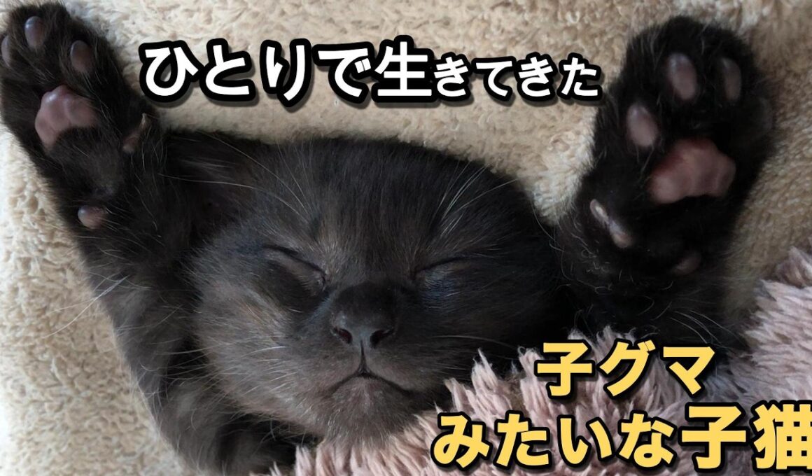 まるで子グマだった子猫が、遊び出した瞬間、猫になりました【保護猫日記】