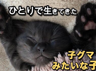 まるで子グマだった子猫が、遊び出した瞬間、猫になりました【保護猫日記】