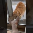 猫が遊びにきたときのスルタンの反応【スフィンクス】