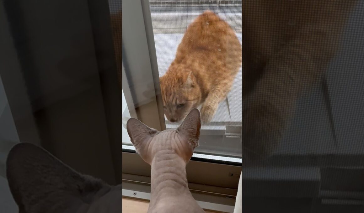 猫が遊びにきたときのスルタンの反応【スフィンクス】