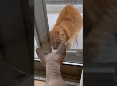 猫が遊びにきたときのスルタンの反応【スフィンクス】