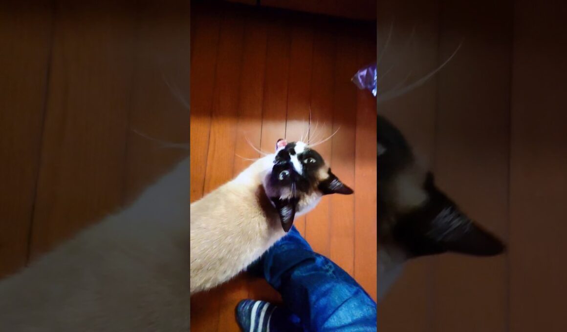シャム猫さん 起床🐾#猫 #ねこ #cat #Shorts