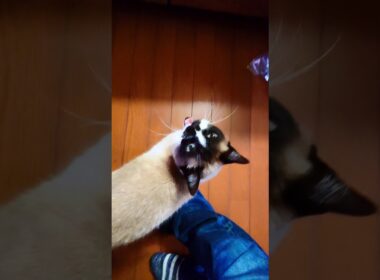 シャム猫さん 起床🐾#猫 #ねこ #cat #Shorts