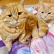 夜中に甘えにやってきたマンチカン親子。しかしそれが女王の逆鱗に触れてしまうことになるとは...
