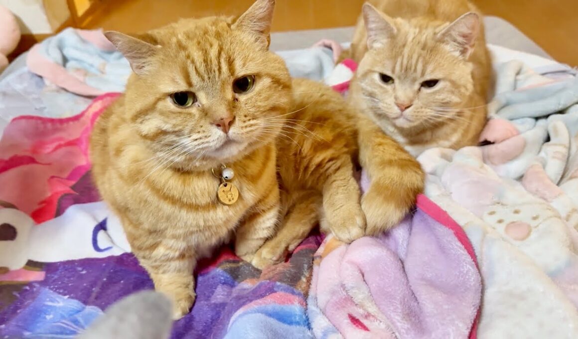 夜中に甘えにやってきたマンチカン親子。しかしそれが女王の逆鱗に触れてしまうことになるとは...