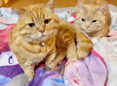 夜中に甘えにやってきたマンチカン親子。しかしそれが女王の逆鱗に触れてしまうことになるとは...