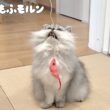 エビで猫を釣ってみました 【サイベリアン】