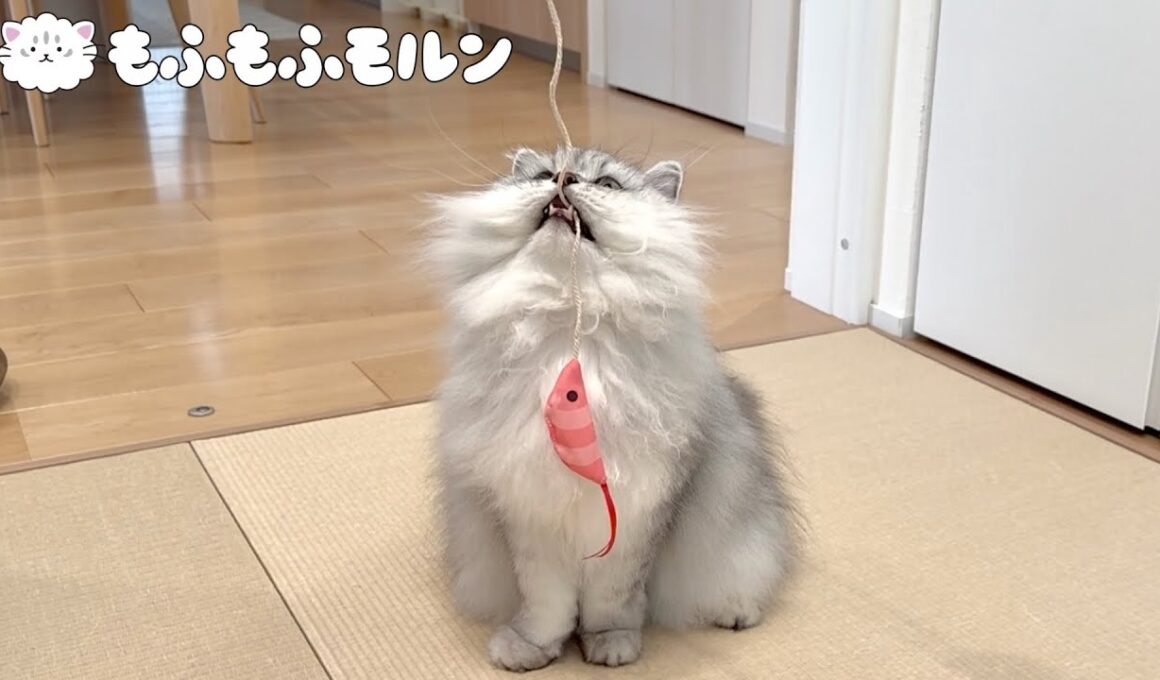 エビで猫を釣ってみました 【サイベリアン】