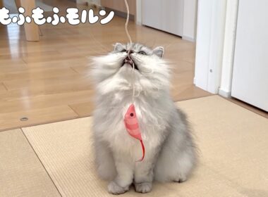 エビで猫を釣ってみました 【サイベリアン】