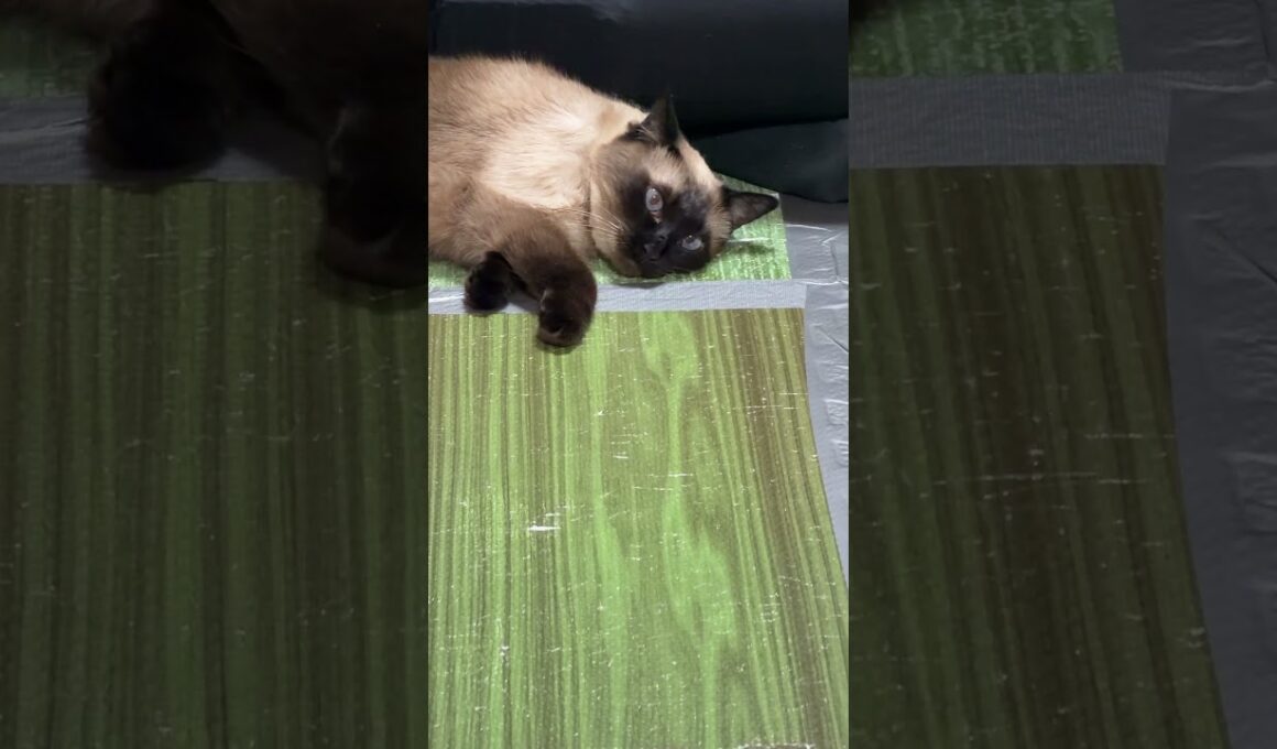 シャム猫のふくさん【たぬき猫】 #cat #しゃむねこ #猫のいる暮らし #猫好きさんと繋がりたい #ねこ #cutecat #cat
